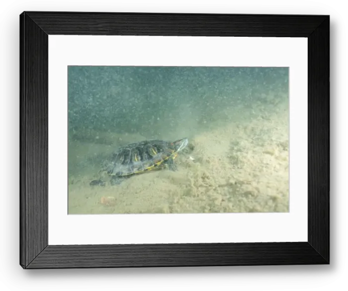 Framed Print : Red-eared slider underwater in lake bottom Framed Print : Red-eared slider underwater in lake bottom