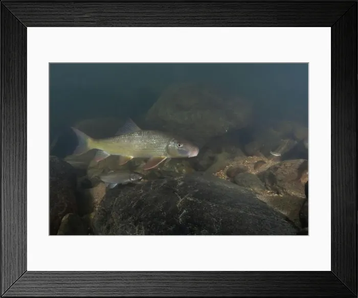 Framed Print : Black redhorse swimming in a rocky river Framed Print : Black redhorse swimming in a rocky river