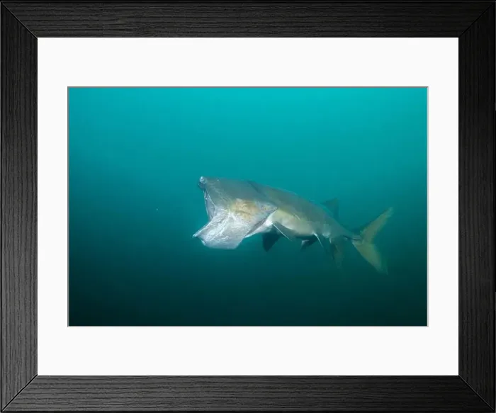 Framed Print : American paddlefish with missing rostrumm feeding on plankton Framed Print : American paddlefish with missing rostrumm feeding on plankton