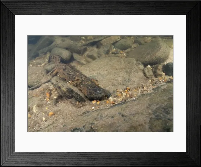 Framed Print : Eastern hellbender crawling on sandy riverbed Framed Print : Eastern hellbender crawling on sandy riverbed
