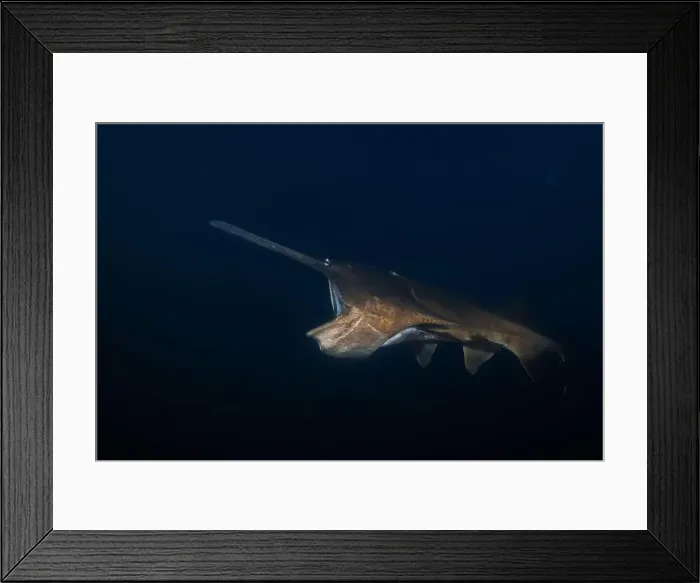 Framed Print : American paddlefish feeding on plankton in lake at night Framed Print : American paddlefish feeding on plankton in lake at night