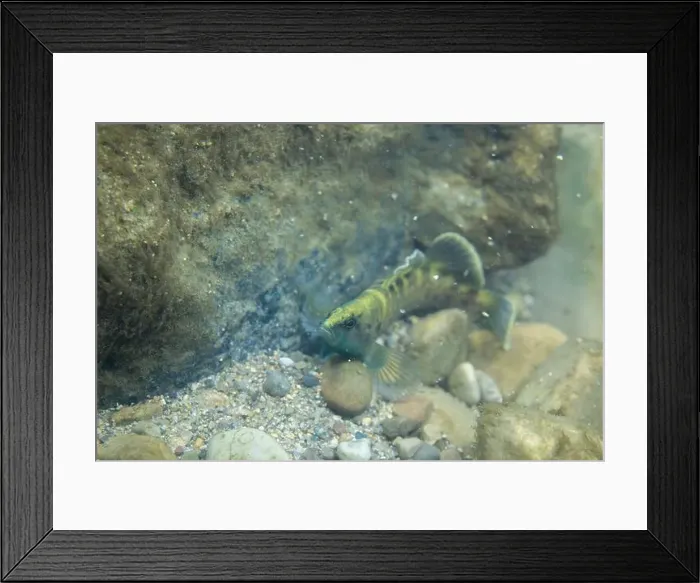 Framed Print : Spotted darter displaying on a rocky riverbed Framed Print : Spotted darter displaying on a rocky riverbed