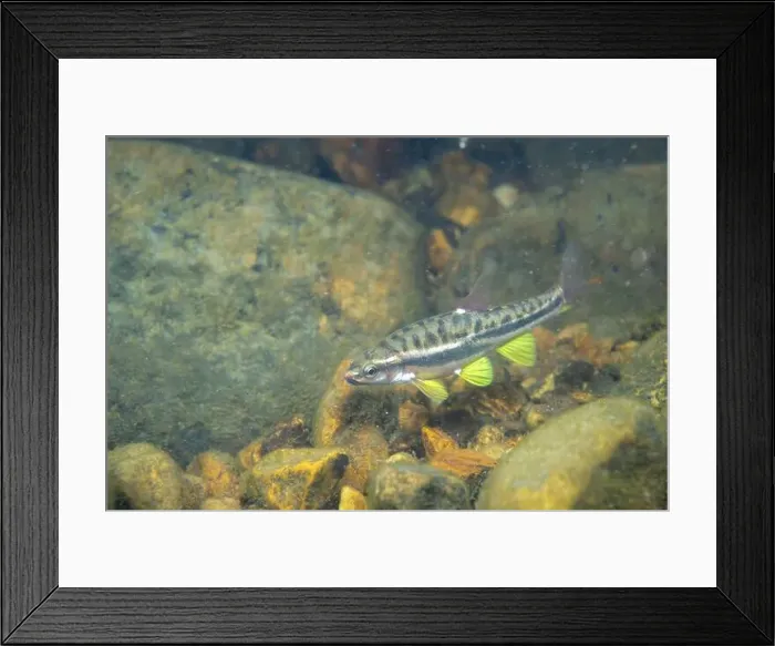 Framed Print : Mountain redbelly dace swimming in a river Framed Print : Mountain redbelly dace swimming in a river