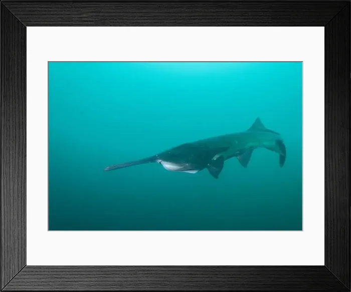 Framed Print : American paddlefish swimming in blue lake with mouth closed Framed Print : American paddlefish swimming in blue lake with mouth closed