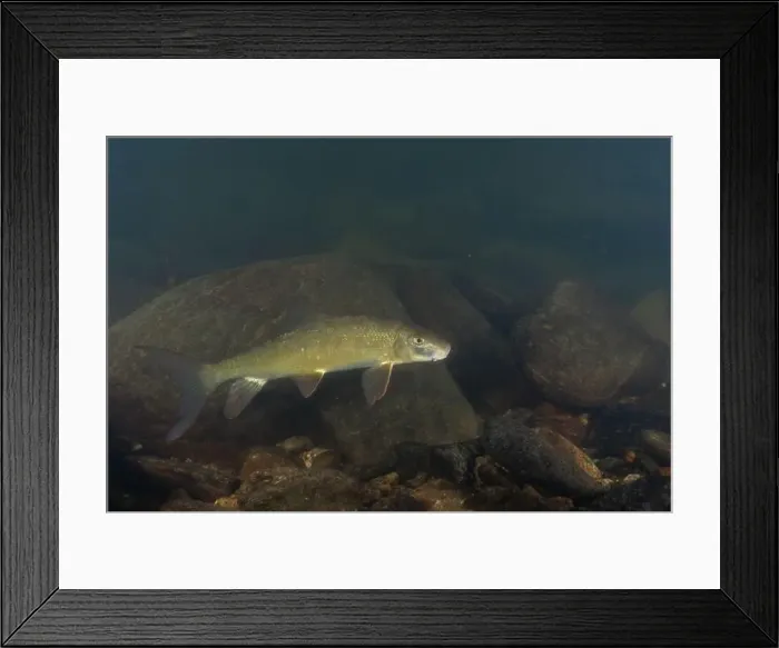 Framed Print : Black redhorse swimming in a rocky river Framed Print : Black redhorse swimming in a rocky river