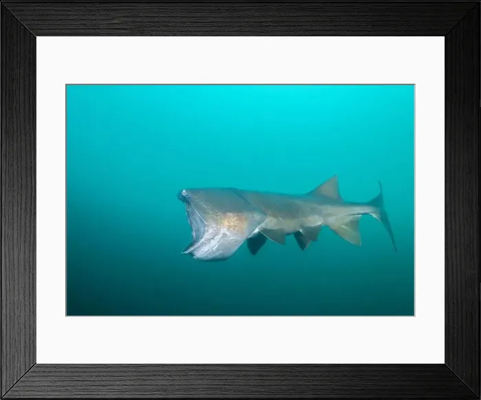 Framed Print : American paddlefish with missing rostrumm feeding on plankton Framed Print : American paddlefish with missing rostrumm feeding on plankton