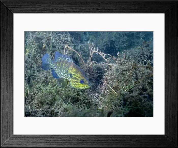 Framed Print : Warmouth sunfish in a spring with several aquatic plants Framed Print : Warmouth sunfish in a spring with several aquatic plants