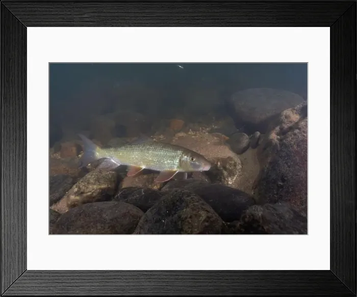 Framed Print : Black redhorse swimming in a rocky river Framed Print : Black redhorse swimming in a rocky river