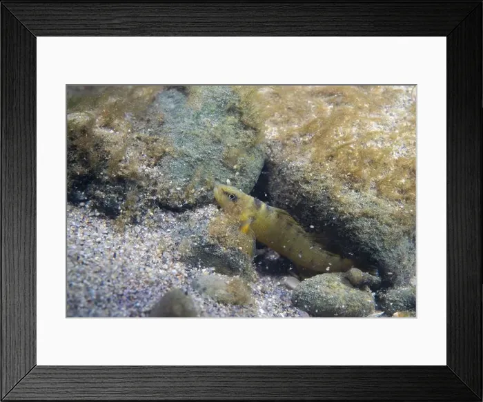 Framed Print : Tippecanoe darter at the bottom of a river Framed Print : Tippecanoe darter at the bottom of a river
