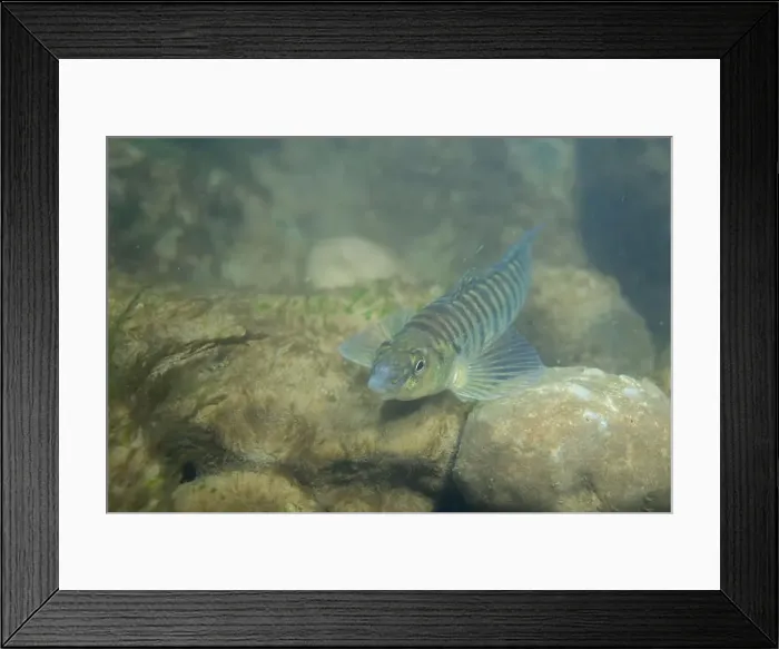Framed Print : Logperch darter foraging on a rocky riverbed Framed Print : Logperch darter foraging on a rocky riverbed