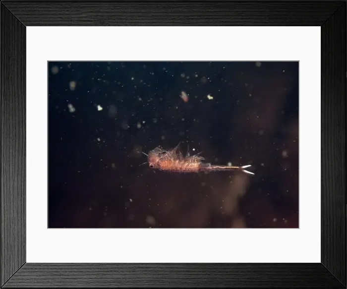Framed Print : Fairy shrimp swimming in vernal pool Framed Print : Fairy shrimp swimming in vernal pool