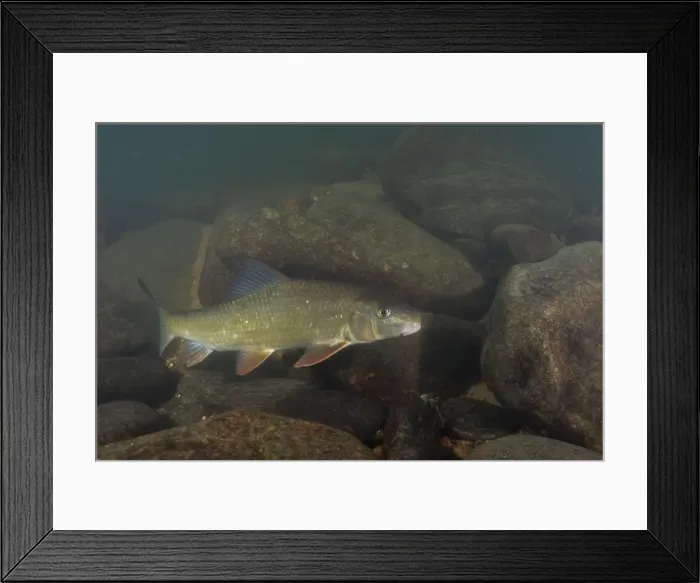Framed Print : Black redhorse swimming in a rocky river Framed Print : Black redhorse swimming in a rocky river