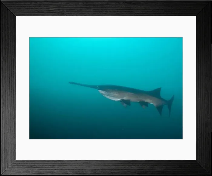 Framed Print : American paddlefish swimming in blue lake with mouth closed Framed Print : American paddlefish swimming in blue lake with mouth closed