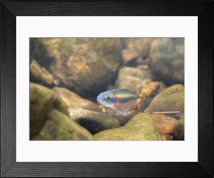 Framed Print : Rosyside dace swimming in a rocky riverbed Framed Print : Rosyside dace swimming in a rocky riverbed