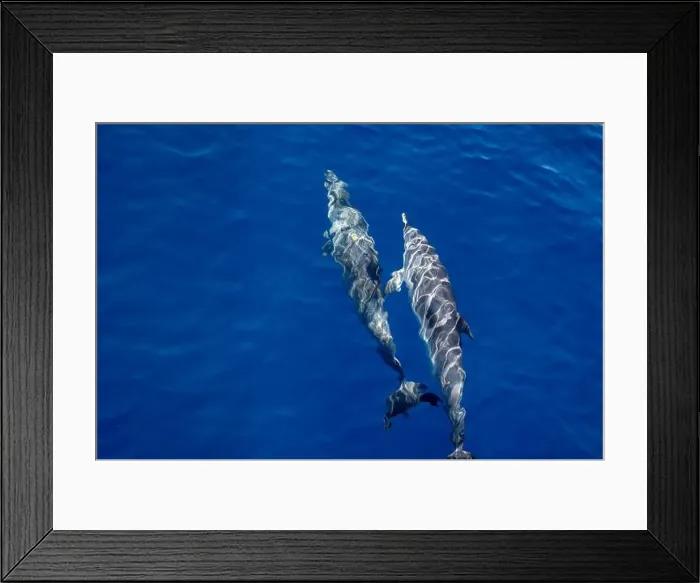 Framed Print : Watching flock of dolfins and whales from touristic boat in deep Atlantic ocean Framed Print : Watching flock of dolfins and whales from touristic boat in deep Atlantic ocean