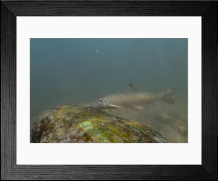 Framed Print : Striped jumprock eating algae on a rock Framed Print : Striped jumprock eating algae on a rock