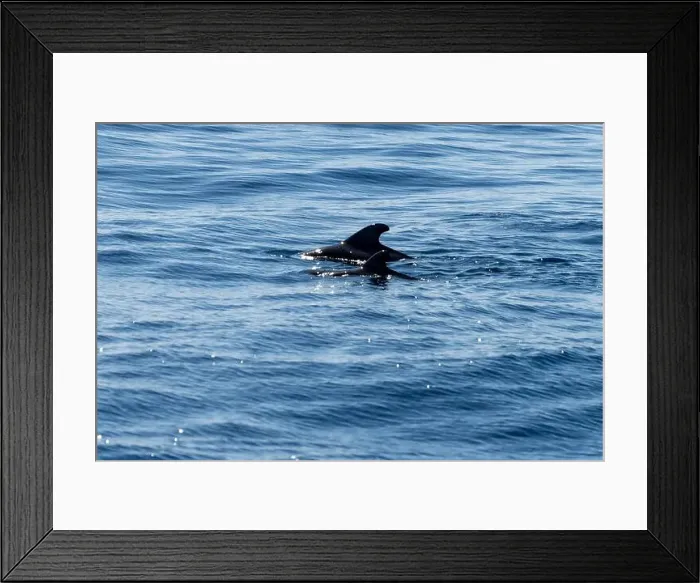 Framed Print : Watching flock of dolfins and whales from touristic boat in deep Atlantic ocean Framed Print : Watching flock of dolfins and whales from touristic boat in deep Atlantic ocean