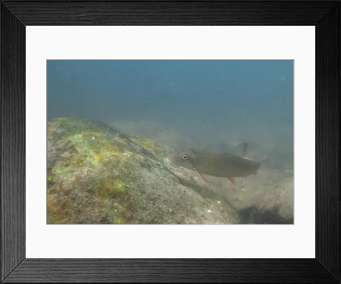Framed Print : Striped jumprock eating algae on a rock Framed Print : Striped jumprock eating algae on a rock