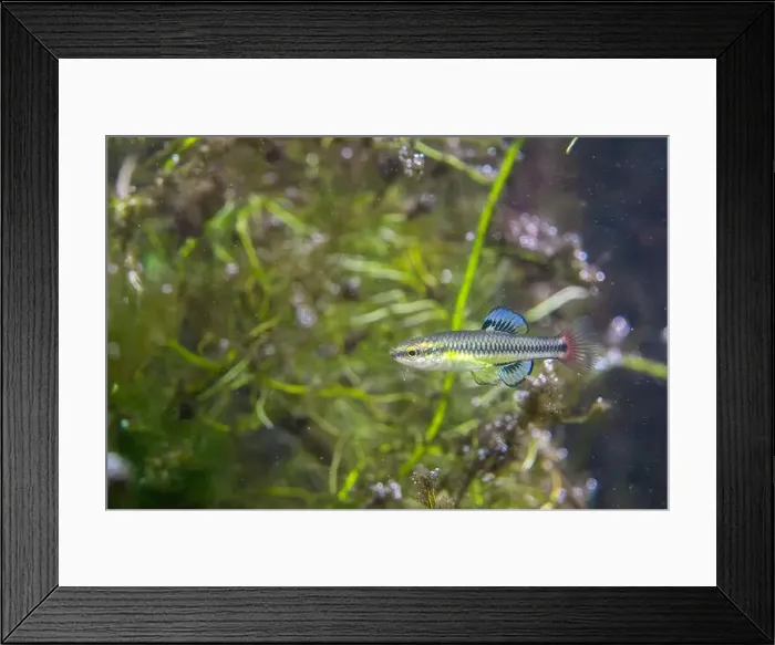 Framed Print : Bluefin killifish displaying colorful fins Framed Print : Bluefin killifish displaying colorful fins
