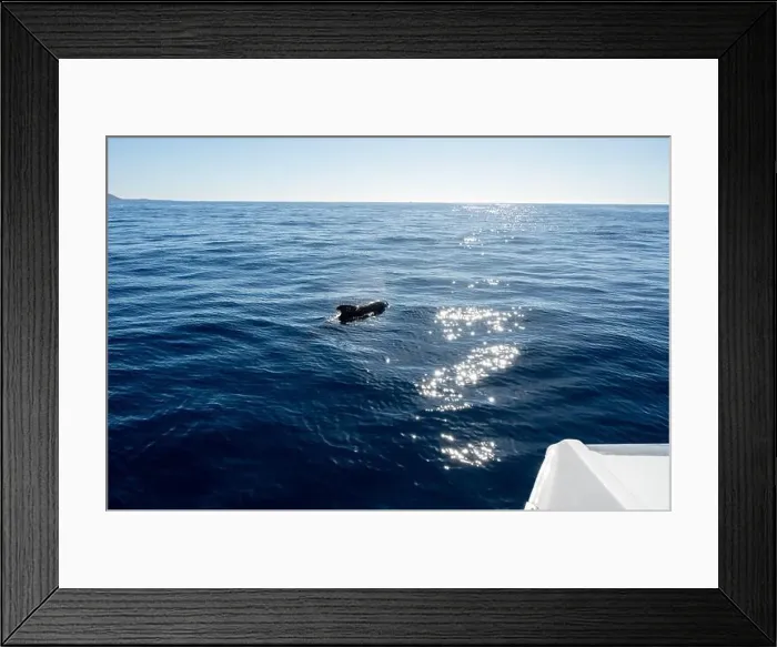 Framed Print : Watching flock of dolfins and whales from touristic boat in deep Atlantic ocean