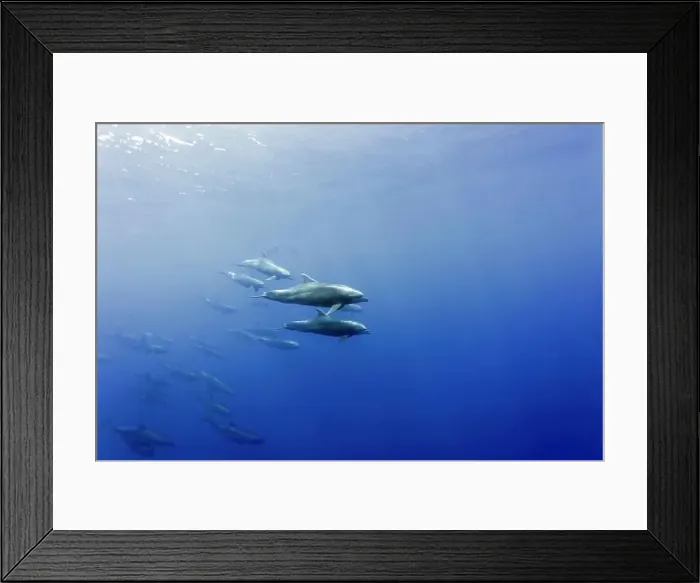 Framed Print : Pod of Bottlenose Dolphins (Tursiops truncatus) under water in the blue. Wolf Island, Galapagos Framed Print : Pod of Bottlenose Dolphins (Tursiops truncatus) under water in the blue. Wolf Island, Galapagos