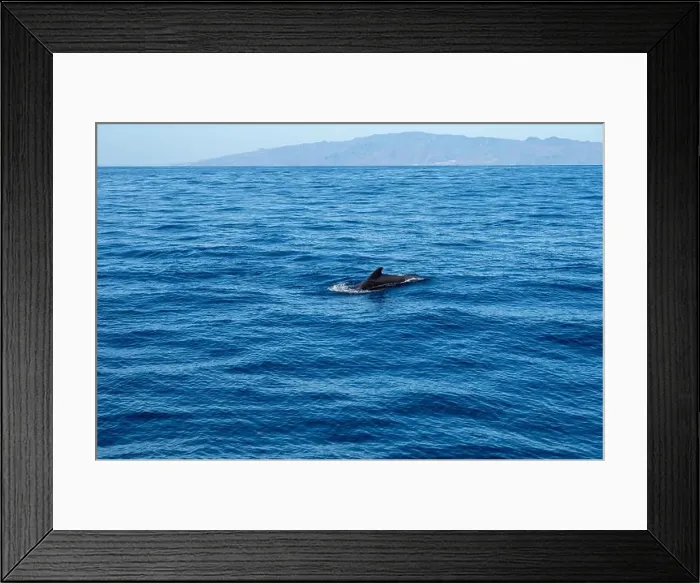 Framed Print : Watching flock of dolfins and whales from touristic boat in deep Atlantic ocean Framed Print : Watching flock of dolfins and whales from touristic boat in deep Atlantic ocean