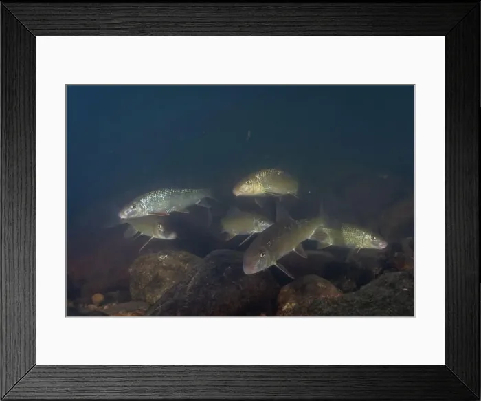Framed Print : Large school of black redhorse swimming in a river Framed Print : Large school of black redhorse swimming in a river
