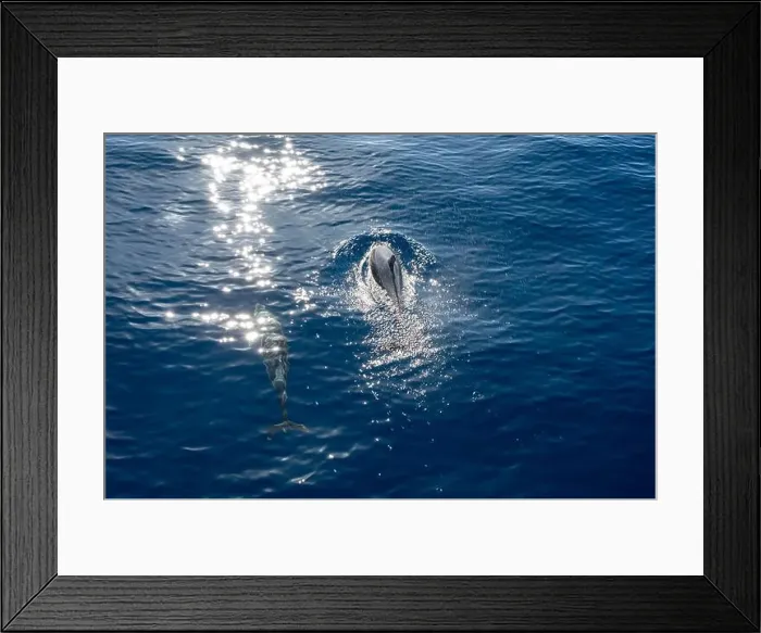 Framed Print : Watching flock of dolfins and whales from touristic boat in deep Atlantic ocean Framed Print : Watching flock of dolfins and whales from touristic boat in deep Atlantic ocean