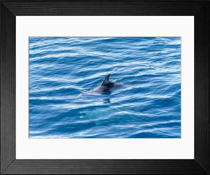 Framed Print : Watching flock of dolfins and whales from touristic boat in deep Atlantic ocean Framed Print : Watching flock of dolfins and whales from touristic boat in deep Atlantic ocean