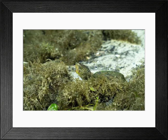 Framed Print : Loggerhead musk turtle underwater surrounded by algae
