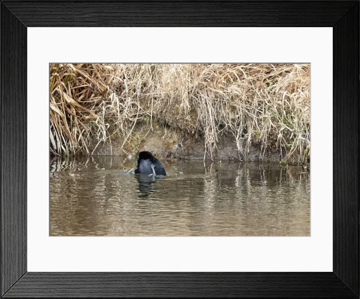 Framed Print : Eurasian Coot Diving in a Pond – Water Bird in Action Framed Print : Eurasian Coot Diving in a Pond – Water Bird in Action