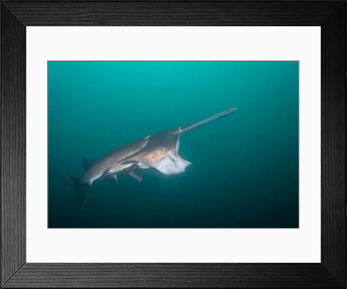 Framed Print : American paddlefish feeding on plankton in lake Framed Print : American paddlefish feeding on plankton in lake