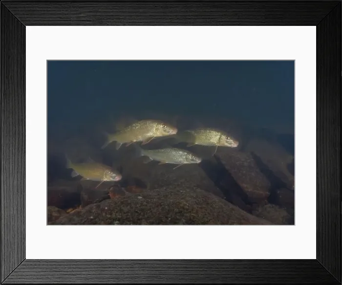 Framed Print : Large school of black redhorse swimming in a river Framed Print : Large school of black redhorse swimming in a river