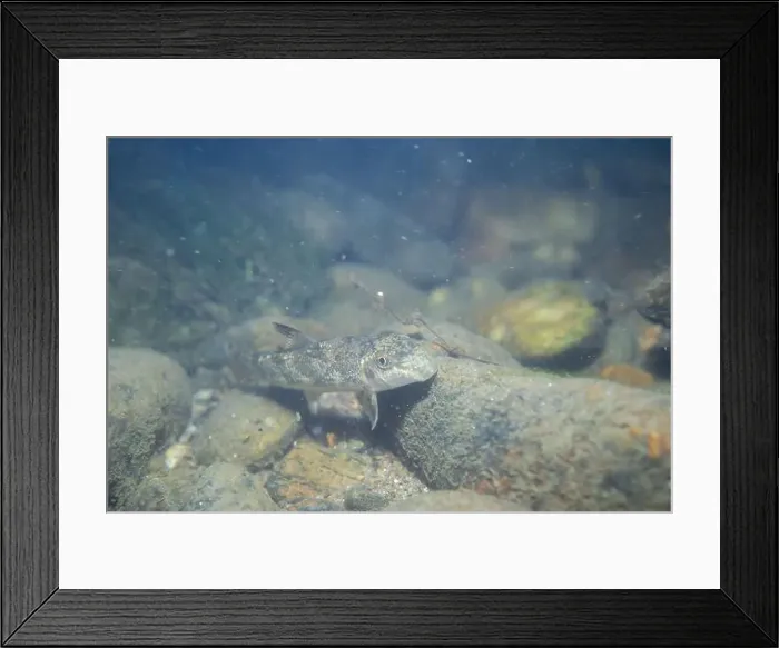 Framed Print : Northern hogsucker on a riverbed Framed Print : Northern hogsucker on a riverbed