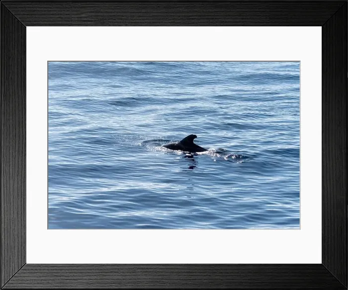 Framed Print : Watching flock of dolfins and whales from touristic boat in deep Atlantic ocean Framed Print : Watching flock of dolfins and whales from touristic boat in deep Atlantic ocean