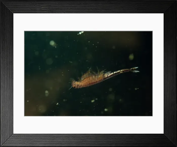 Framed Print : Fairy shrimp swimming in vernal pool Framed Print : Fairy shrimp swimming in vernal pool