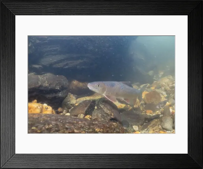Framed Print : Black redhorse swimming in a rocky river Framed Print : Black redhorse swimming in a rocky river