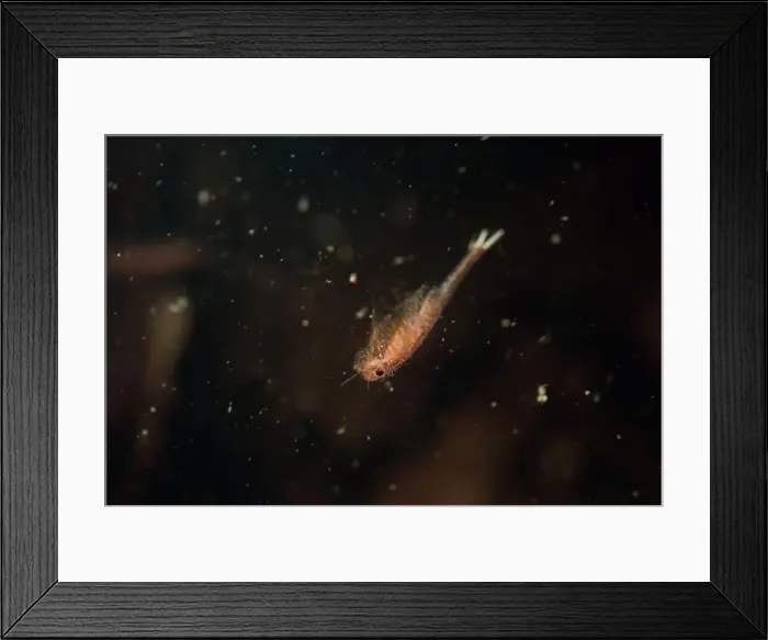 Framed Print : Fairy shrimp swimming in vernal pool Framed Print : Fairy shrimp swimming in vernal pool