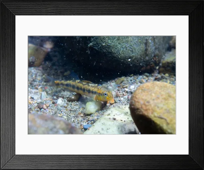 Framed Print : Roanoke darter on a riverbed