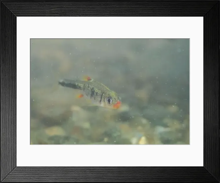 Framed Print : Redlip shiner in a sandy riverbed