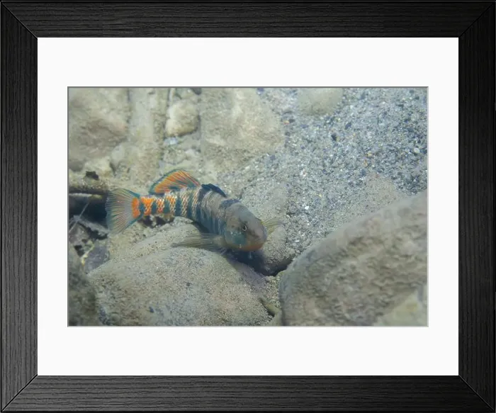 Framed Print : Rainbow darter displaying on riverbed