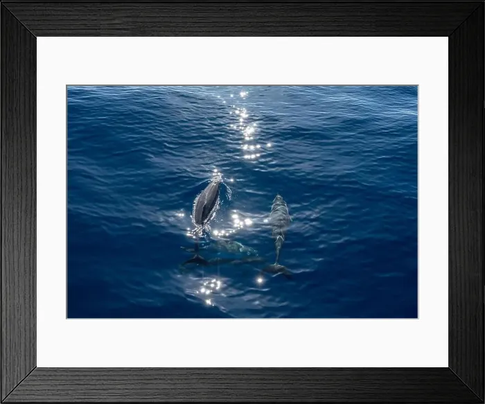 Framed Print : Watching flock of dolfins and whales from touristic boat in deep Atlantic ocean Framed Print : Watching flock of dolfins and whales from touristic boat in deep Atlantic ocean