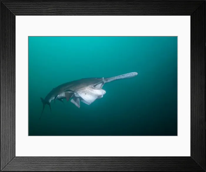 Framed Print : American paddlefish feeding on plankton in lake Framed Print : American paddlefish feeding on plankton in lake