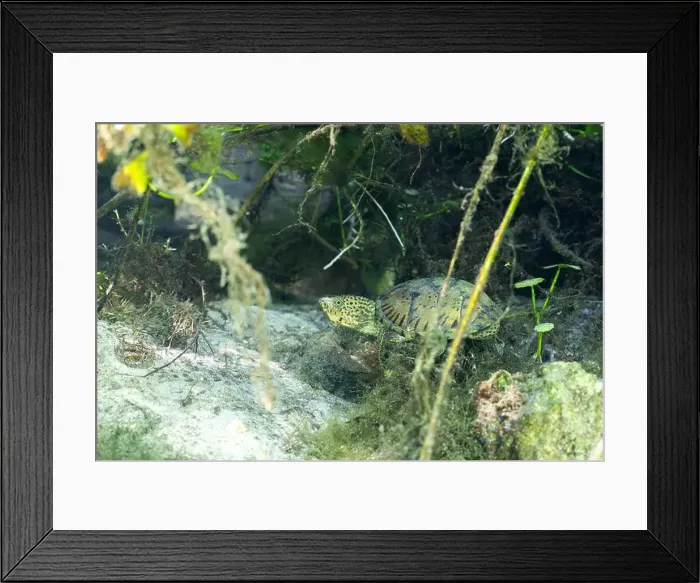 Framed Print : Loggerhead musk turtle underwater surrounded by aquatic plants Framed Print : Loggerhead musk turtle underwater surrounded by aquatic plants