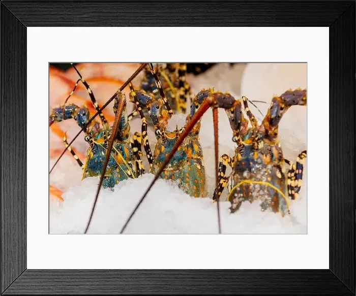 Framed Print : Chilled lobsters in ice on the counter. A concession of healthy eating and seafood Framed Print : Chilled lobsters in ice on the counter. A concession of healthy eating and seafood