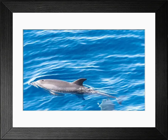 Framed Print : Watching flock of dolfins and whales from touristic boat in deep Atlantic ocean Framed Print : Watching flock of dolfins and whales from touristic boat in deep Atlantic ocean