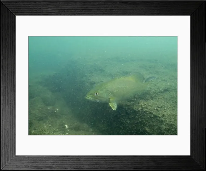 Framed Print : Smallmouth bass swimming at bottom of lake Framed Print : Smallmouth bass swimming at bottom of lake
