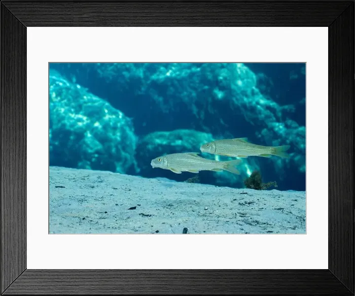 Framed Print : Two spotted suckers on sandy spring