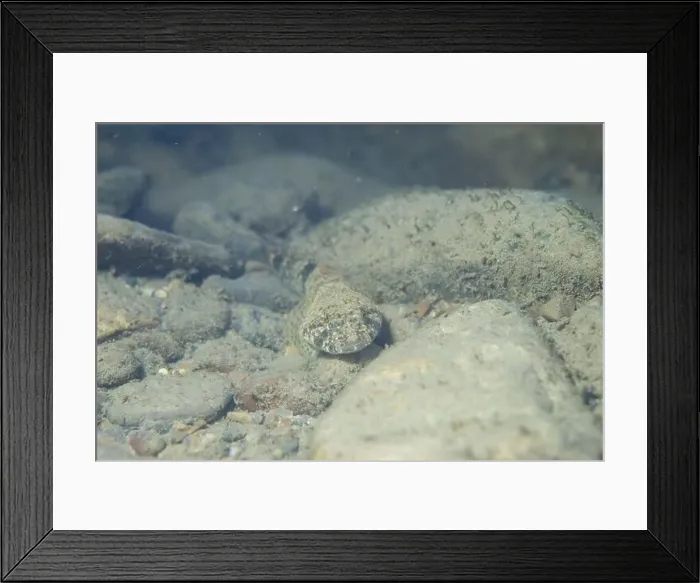 Framed Print : Mottled sculpin at the bottom of a river