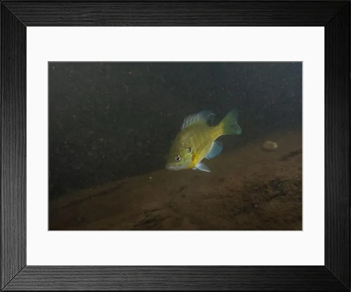 Framed Print : Bluefill in a dark rocky river Framed Print : Bluefill in a dark rocky river